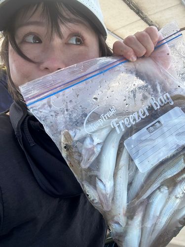 キスの釣果