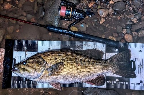 スモールマウスバス