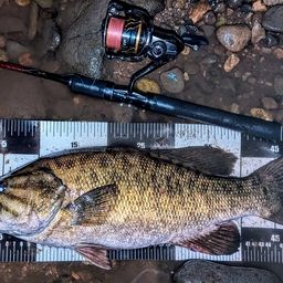 スモールマウスバス