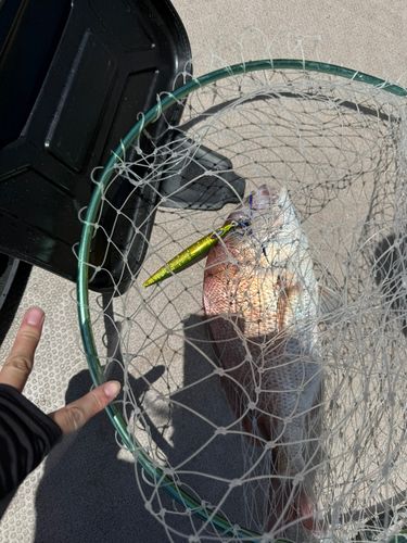 タイの釣果