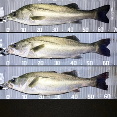 シーバスの釣果