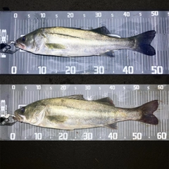 シーバスの釣果