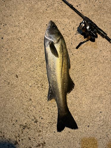 スズキの釣果
