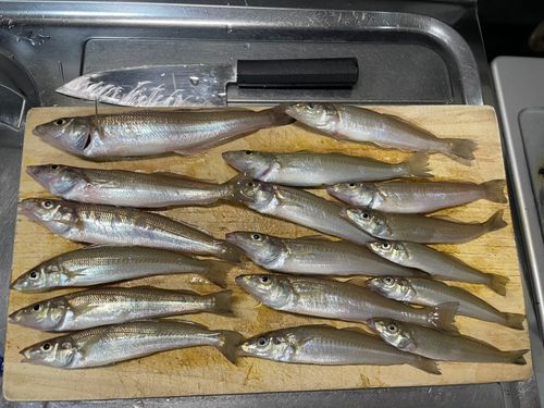 キスの釣果