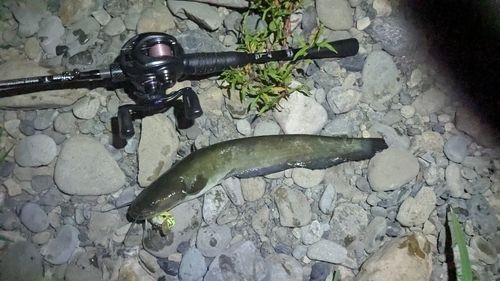 ナマズの釣果
