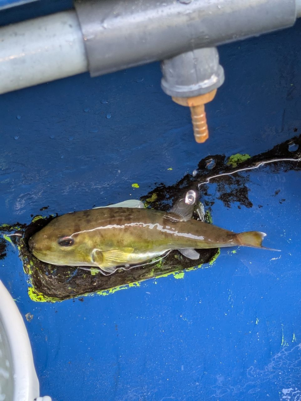 ばたやん®️さんの釣果 1枚目の画像