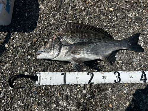 チヌの釣果