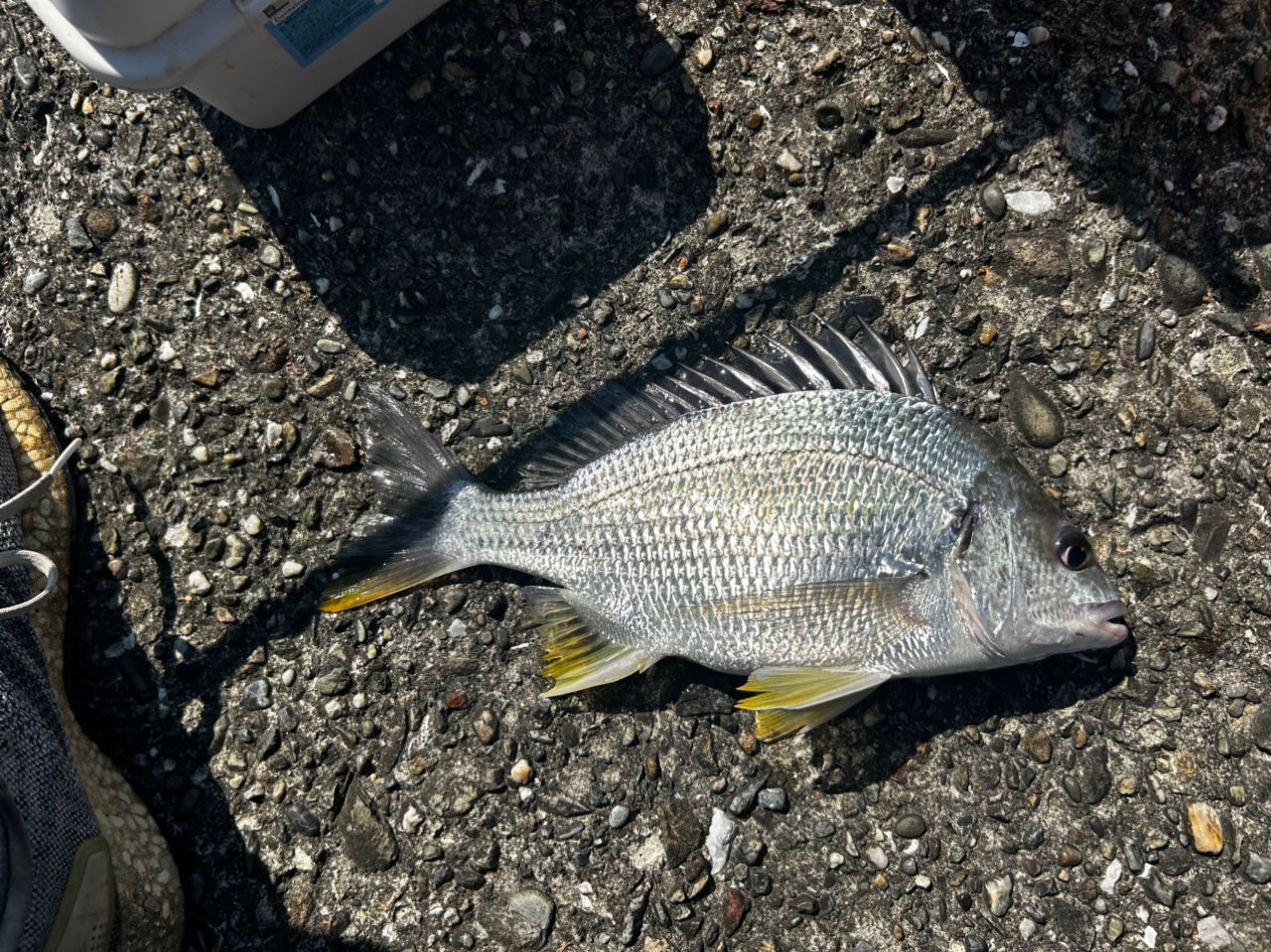 チヌ