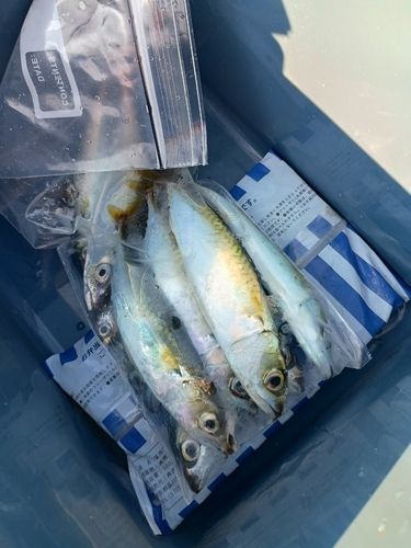 サバの釣果