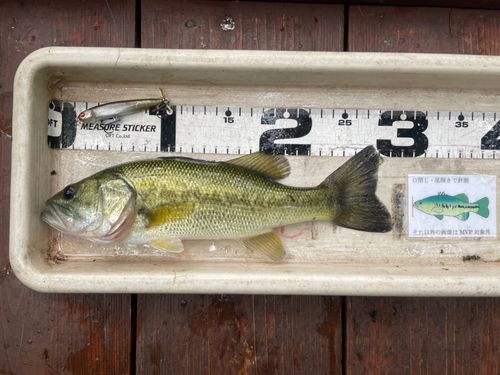 ブラックバスの釣果