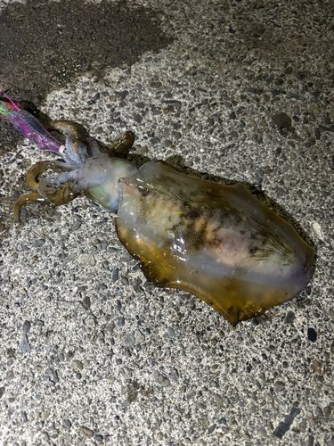 アオリイカの釣果