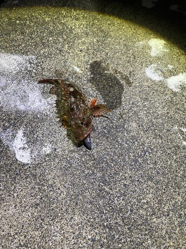 カサゴの釣果