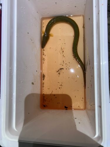 ウナギの釣果