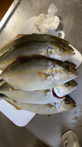 ネリゴの釣果