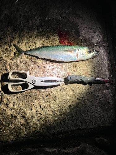 サバの釣果