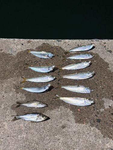 サッパ