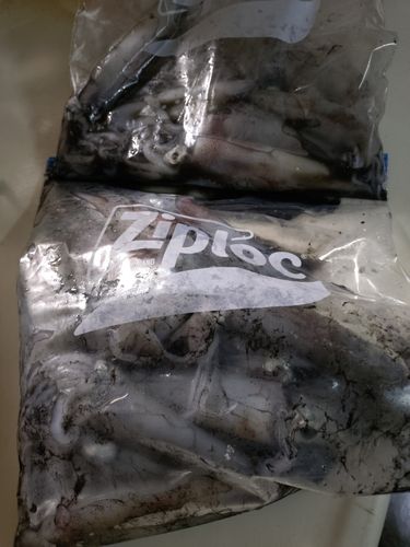 ケンサキイカの釣果