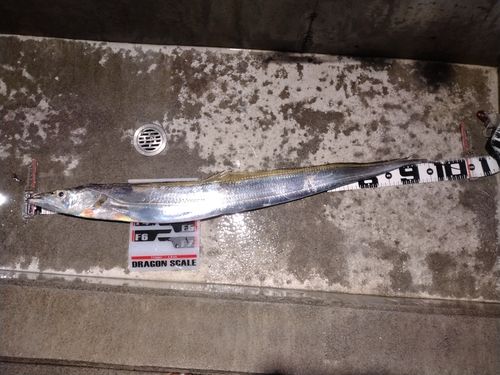 タチウオの釣果