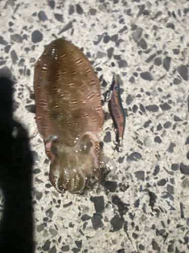カミナリイカの釣果