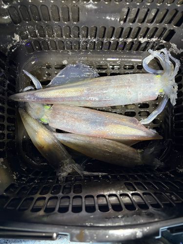 ケンサキイカの釣果
