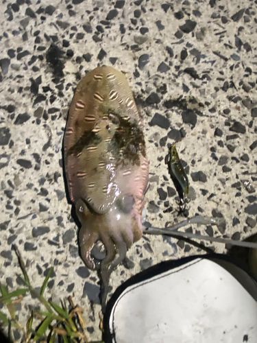 カミナリイカの釣果