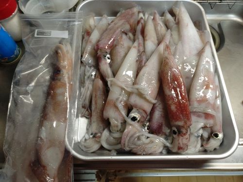 シロイカの釣果