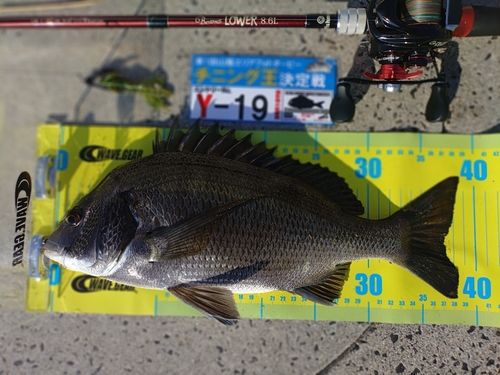 チヌの釣果