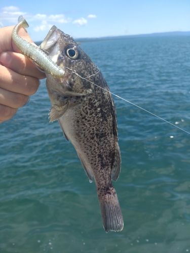 釣果