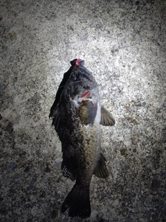 釣果