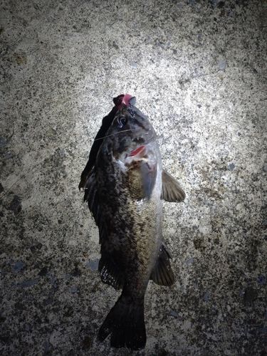 釣果