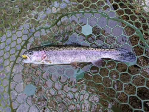 ニジマスの釣果