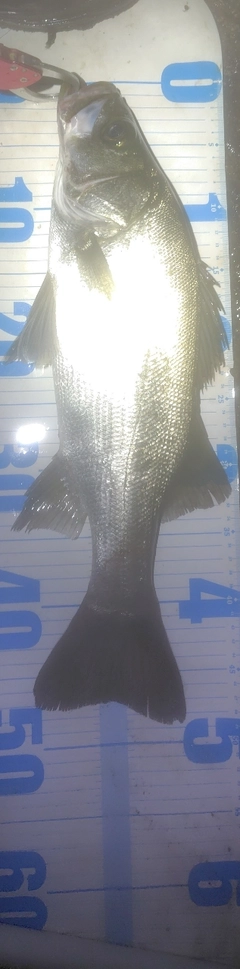 フッコ（ヒラスズキ）の釣果