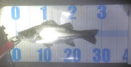 セイゴ（ヒラスズキ）の釣果
