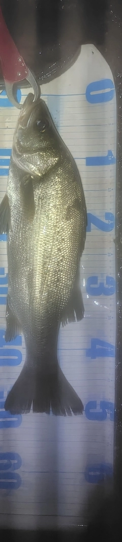フッコ(ヒラスズキ)の釣果