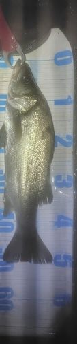 フッコ（ヒラスズキ）の釣果