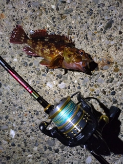 カサゴの釣果