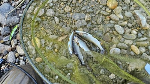 アユの釣果