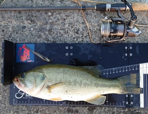 ブラックバスの釣果