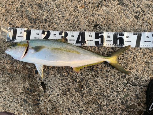ヒラマサの釣果