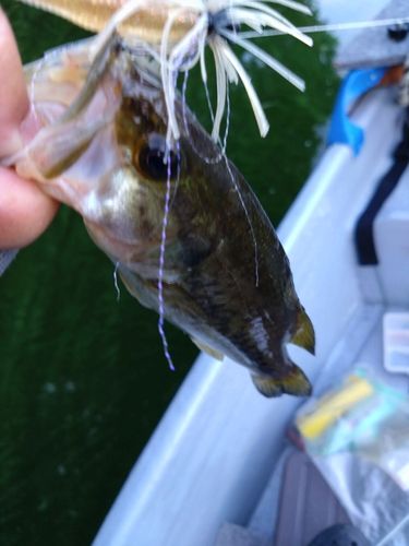 ラージマウスバスの釣果