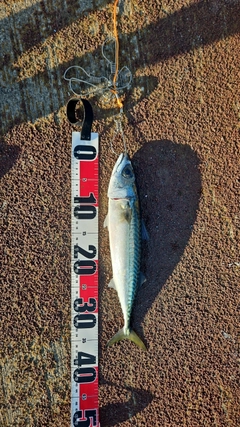 サバの釣果