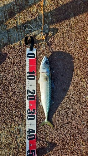 サバの釣果