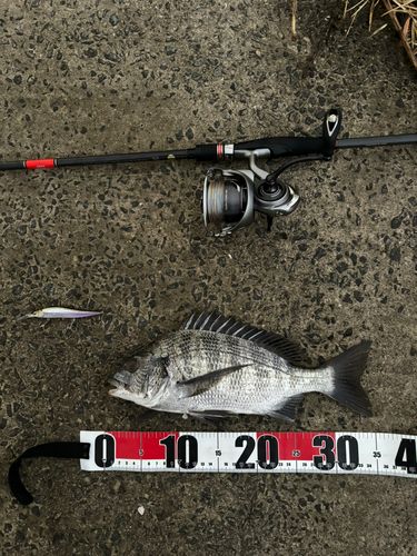 チヌの釣果