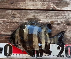 イシダイの釣果