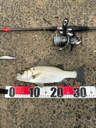 セイゴ（ヒラスズキ）の釣果