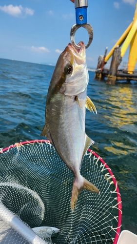カンパチの釣果