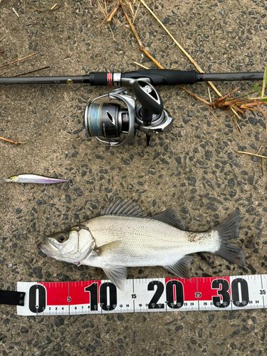 セイゴ（ヒラスズキ）の釣果