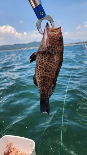 オオモンハタの釣果