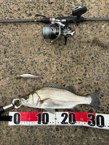 セイゴ（ヒラスズキ）の釣果