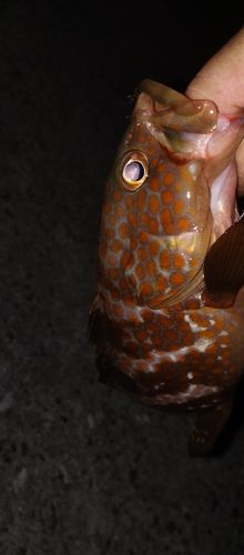 アコウの釣果